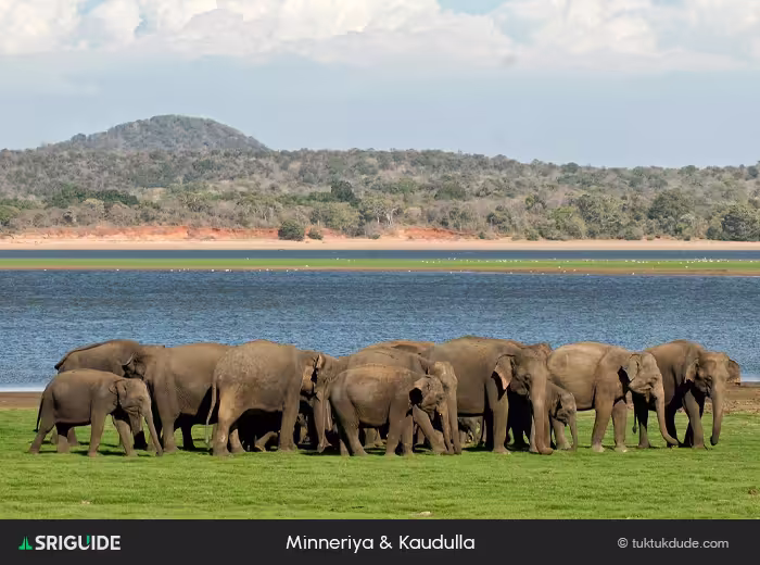 Minneriya & Kaudulla