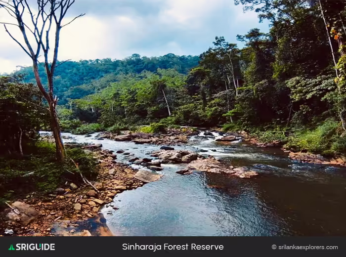 Sinharaja Forest Reserve
