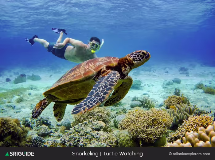 Turtle Watching