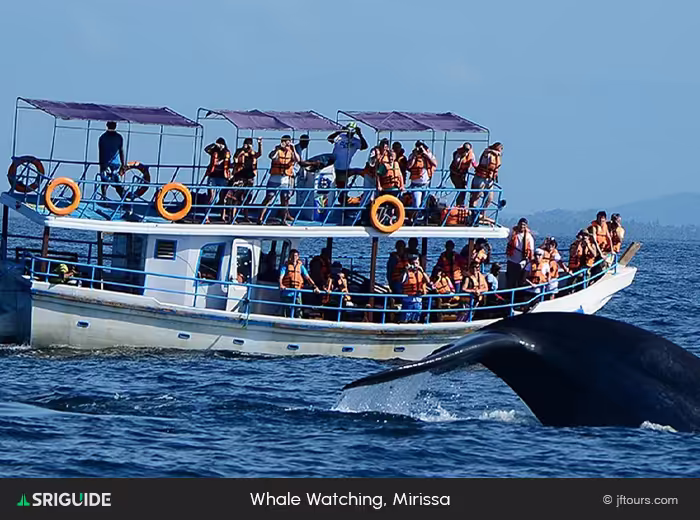 Whale Watching