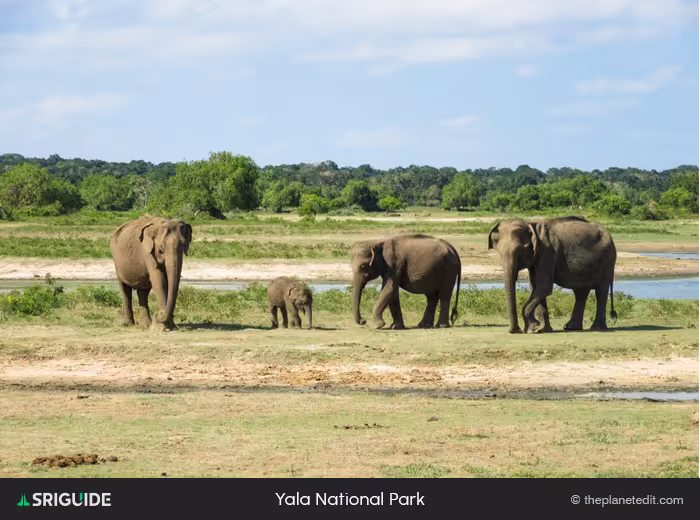 Yala National Park